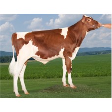 Semen Holstein Rojo: GOLDWYN